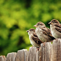 Three house sparrows perching on fence